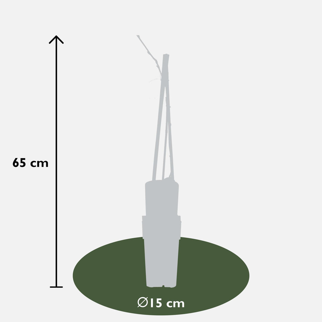 2x Wisteria floribunda Naga Noda - Double Purple Wisteria - Ø15cm - ↕65cm