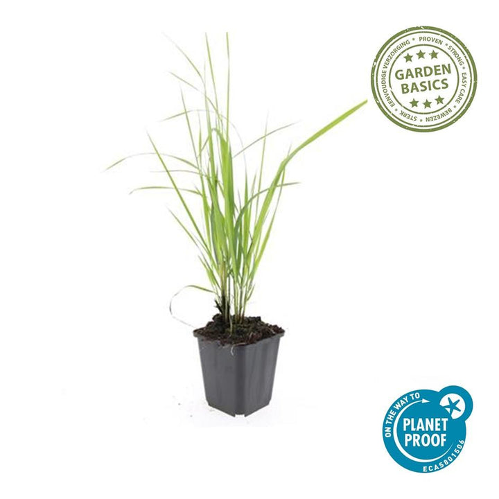 6x Calamagrostis acut. 'Karl Foerster'  - ↕10-25cm - Ø9cm full-plant overview, healthy foliage and strong roots