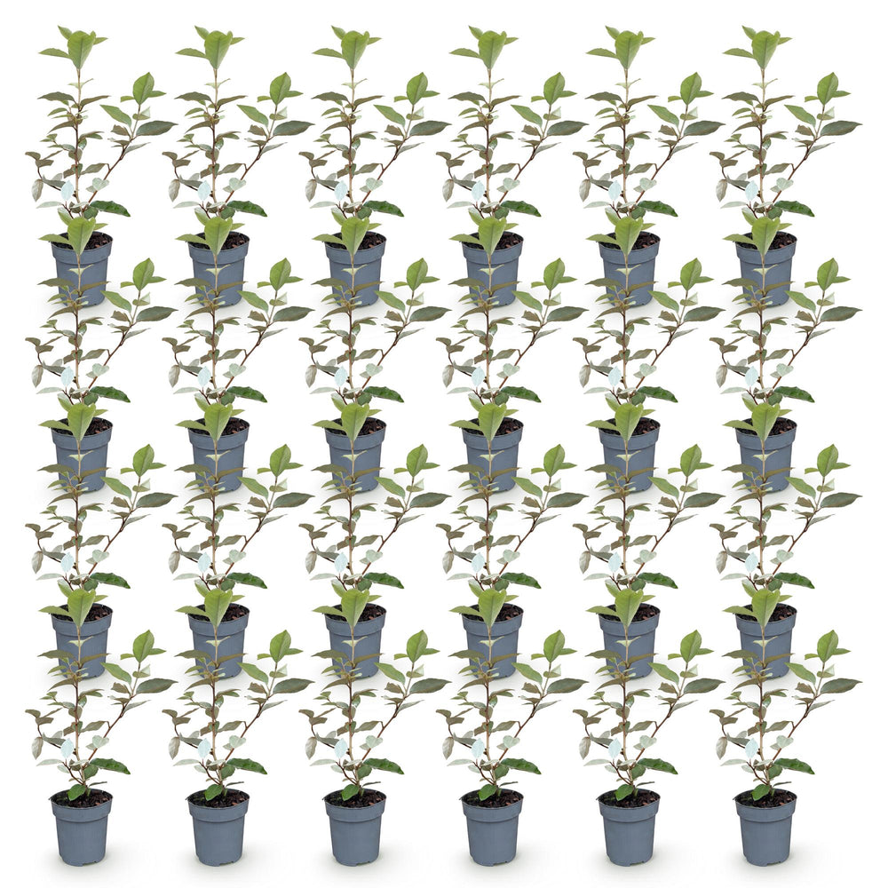 24 Elaeagnus ebbingei 'Compacta' hedging plants in 9cm pots, 25-35cm tall - view 2