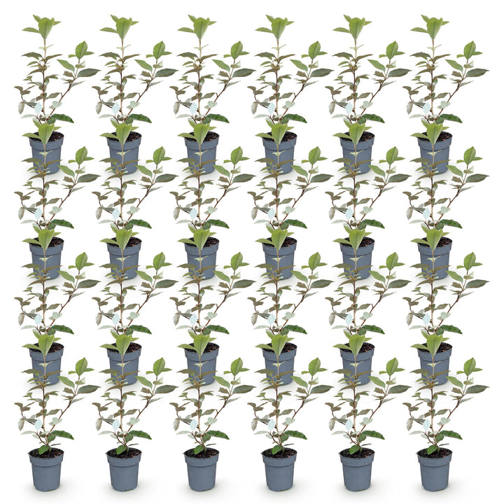 24 Elaeagnus ebbingei 'Compacta' hedging plants in 9cm pots, 25-35cm tall - view 2