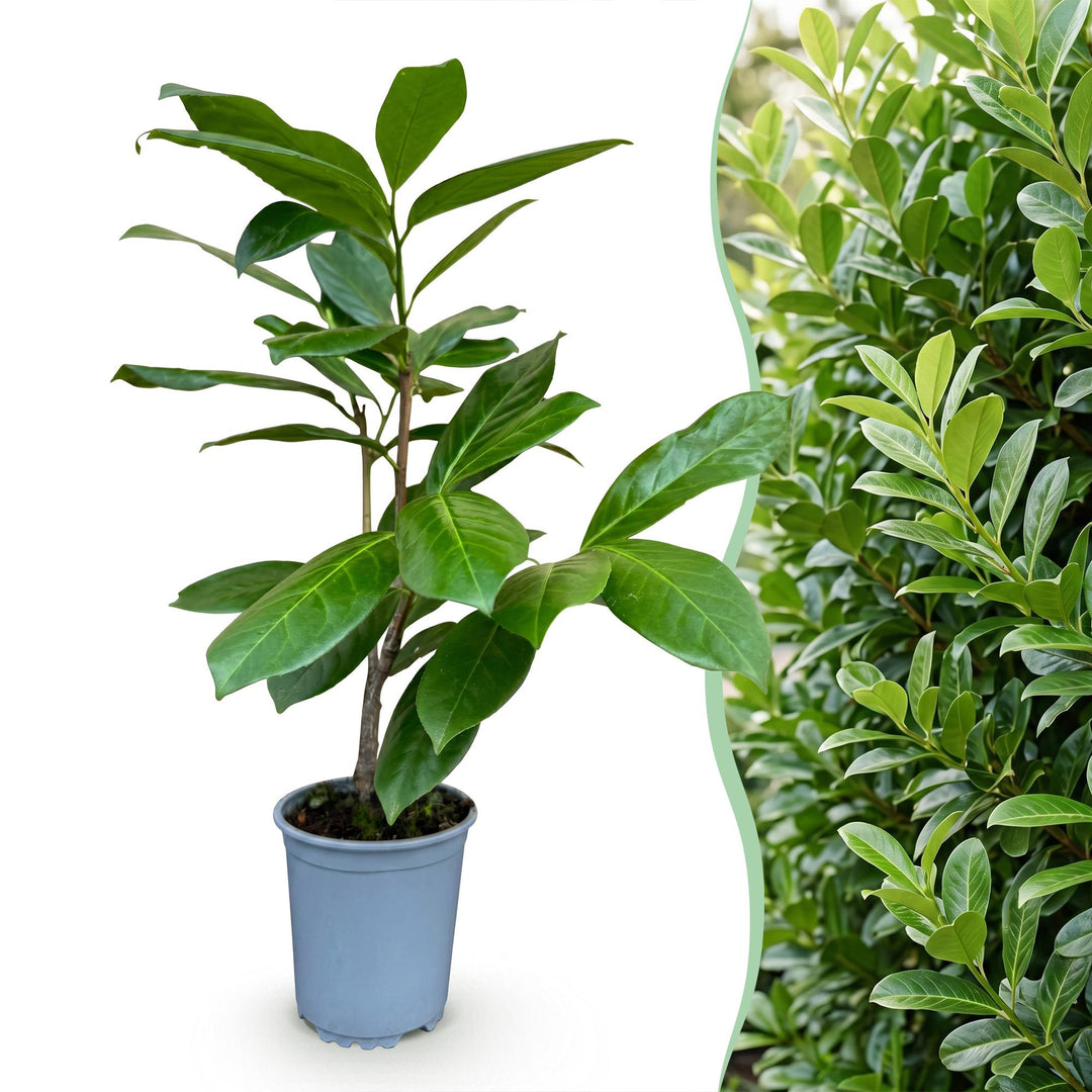 40 Prunus laurocerasus 'Rotundifolia' cherry laurel plants in 9cm pots, 25-35cm tall - view 3