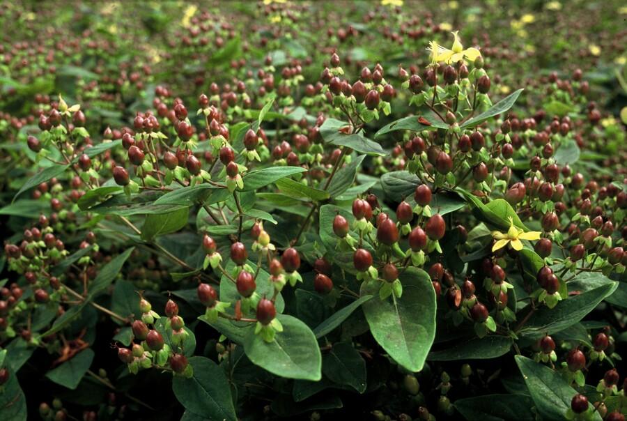 48x Hypericum Rheingold Hardy Shrub Golden Foliage 10-25cm Ø9cm