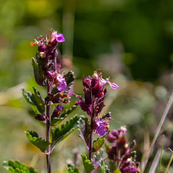 Wall germander with deep magenta flowers and green serrated leaves on branching stems, potted cutting shown at 10-25cm height