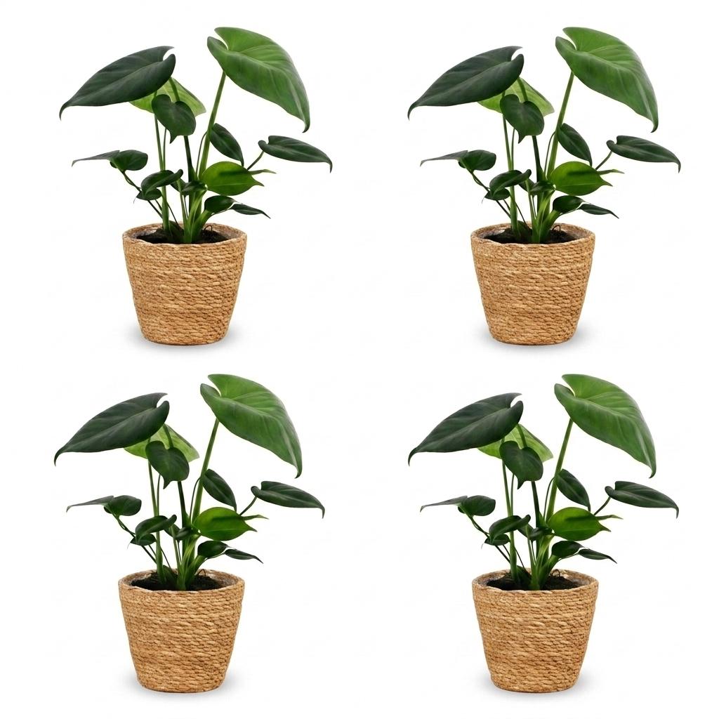 Monstera Deliciosa - Swiss Cheese Plant - 4 Plants - with Basket - Pot 12cm - Height 30cm