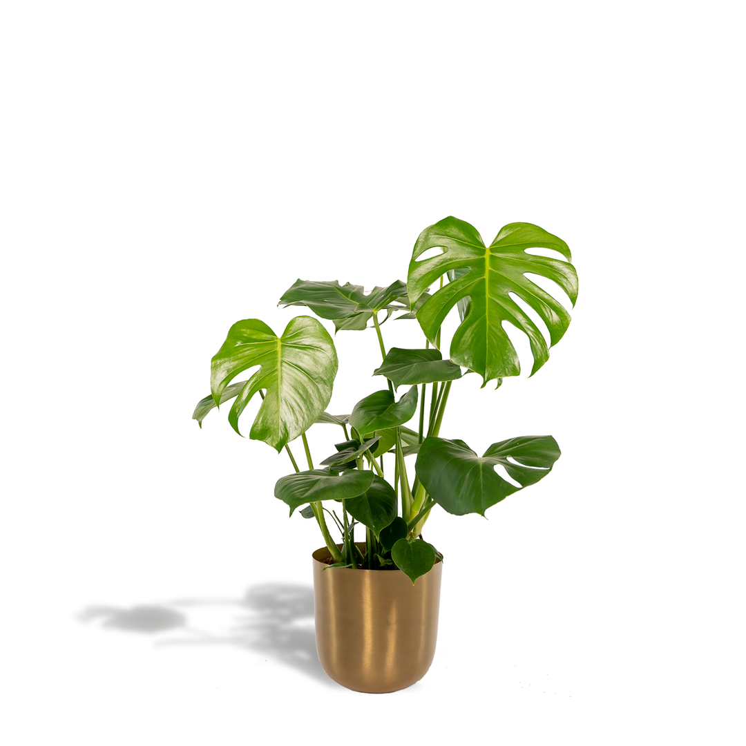 Monstera Deliciosa with split green leaves in gold cylindrical pot, approximately 80cm tall, against white background
