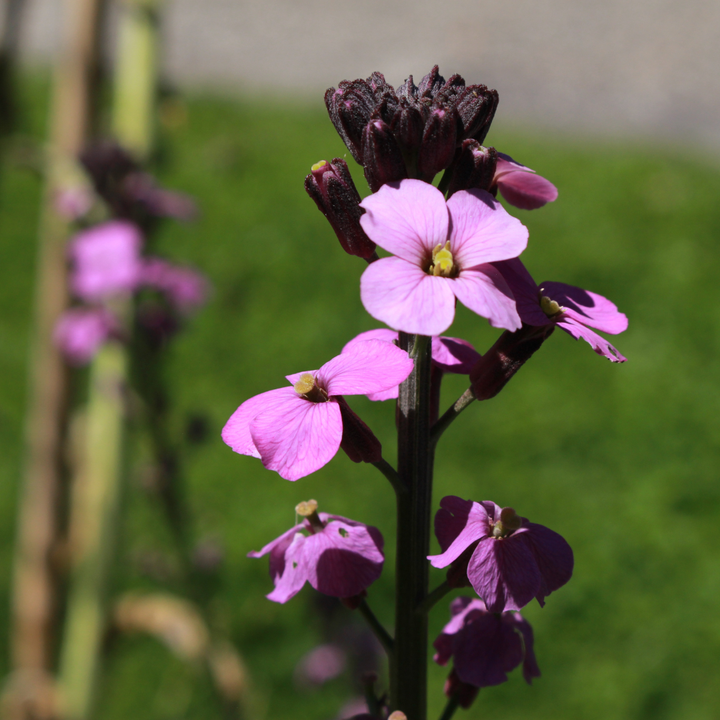 6x Erysimum 'Bowles' Mauve' - ↕10-25cm - Ø9cm packed for EU plant delivery from PlantGift.ie