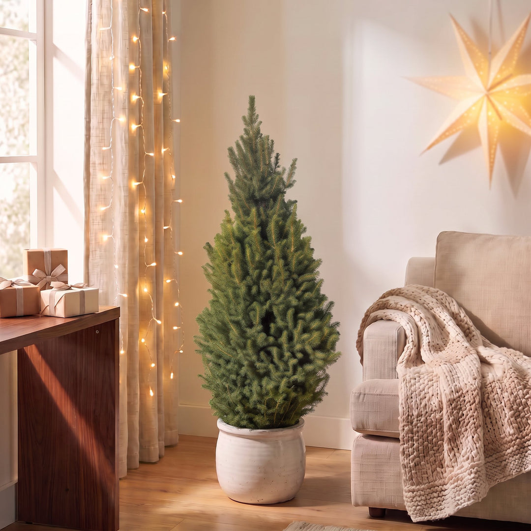 Picea glauca Conica Dwarf Alberta Spruce Christmas tree in 26cm pot, image 3
