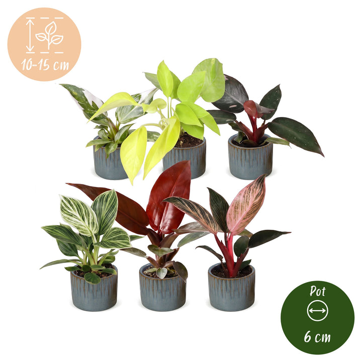 Baby Philodendron Family houseplants, pack of 6, image 5