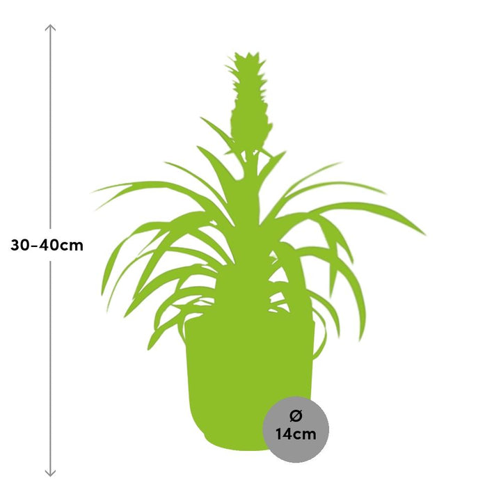 Ornamental Pineapple Mi Amigo (Ananas comosus 'Mi Amigo') in a pink ELHO Vibes pot, view 3