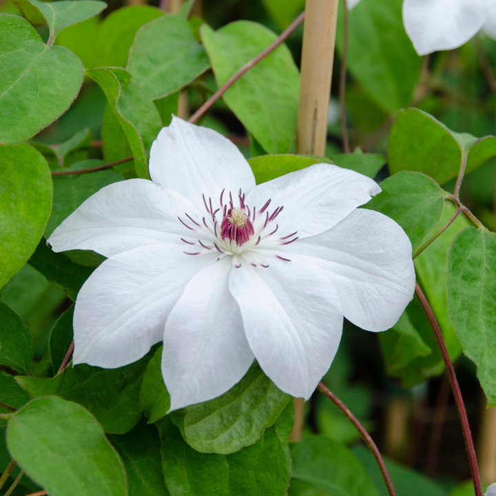 6x Clematis ‘Miss Bateman’ – P9 Pot – Elegant White Flowering Climbing Plant