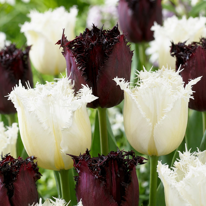 Tulipa Breakdance Mix in flower, goblet-shaped blooms on straight upright stems, 120-bulb pack for Irish gardens