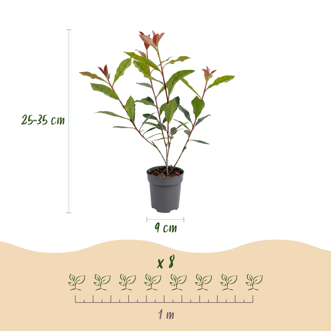 40x Photinia fraseri 'Carre Rouge' - Evergreen Red-Tipped Hedging - 9cm Pot - 25-35cm