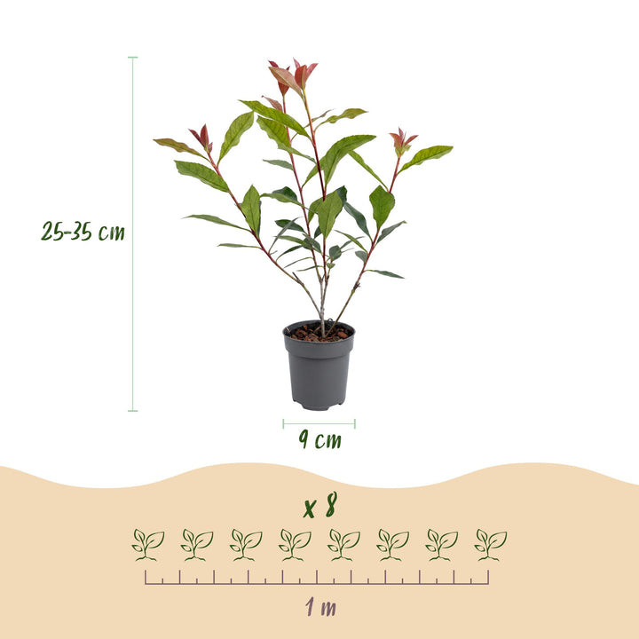40x Photinia fraseri 'Carre Rouge' - Evergreen Red-Tipped Hedging - 9cm Pot - 25-35cm