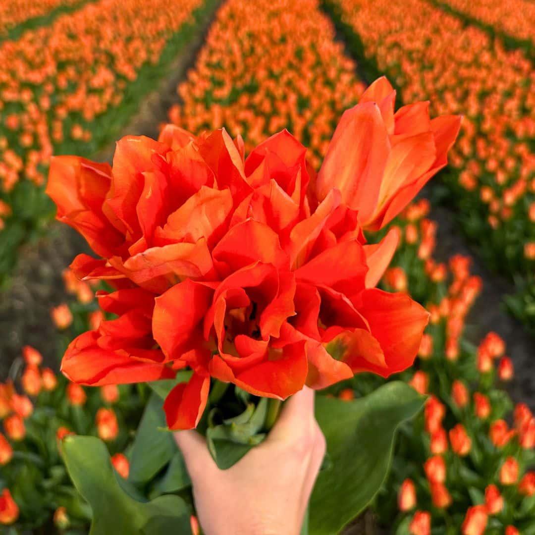 Vibrant orange tulips held in hand, showcasing the Everspring Super Tulip Mix in a lush field