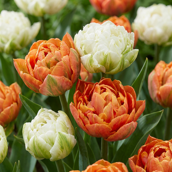 Tulipa Candle Light in flower, goblet-shaped blooms on straight upright stems, 96-bulb pack for Irish gardens