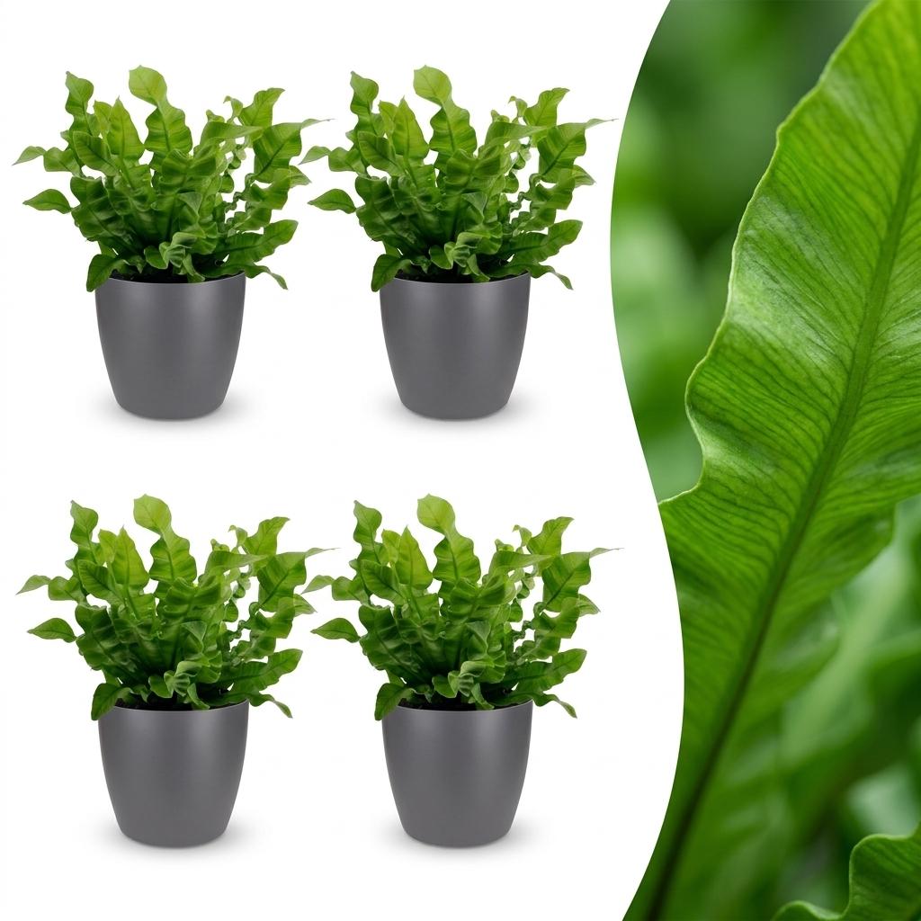 Crispy Wave Fern with bright green rippled fronds in a rosette, set of 4 plants in a grey ceramic pot, about 30cm tall