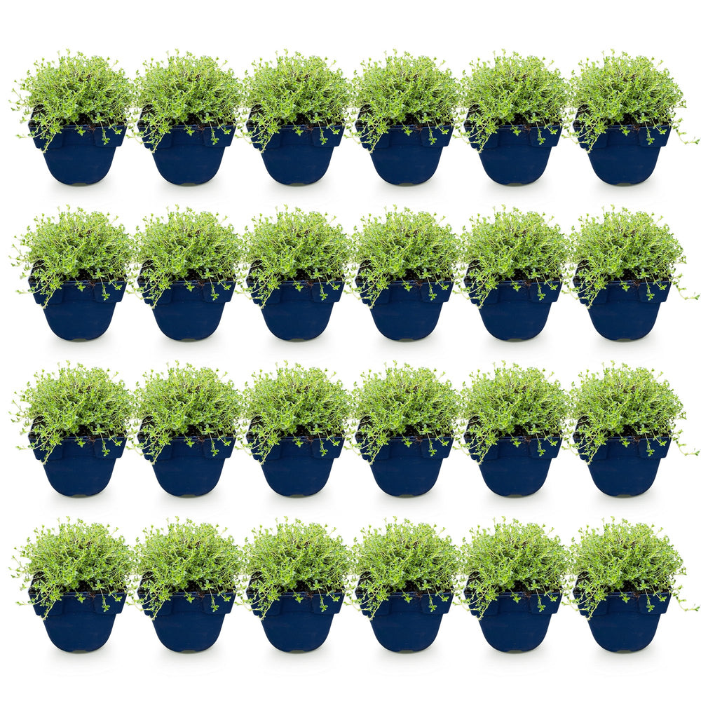 Pack of 24 Thymus praecox 'Albiflorus' white creeping thyme plants in 11cm pots - view 2