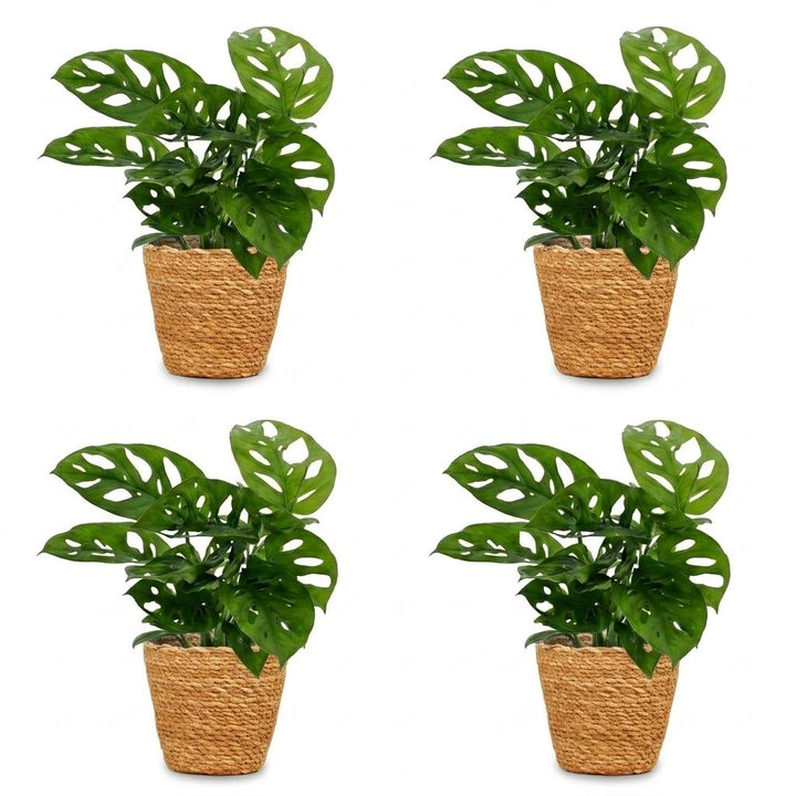 Monkey Mask Monstera (Monstera adansonii) - 4 Plants with Woven Basket - 12cm Pot - 25cm Tall