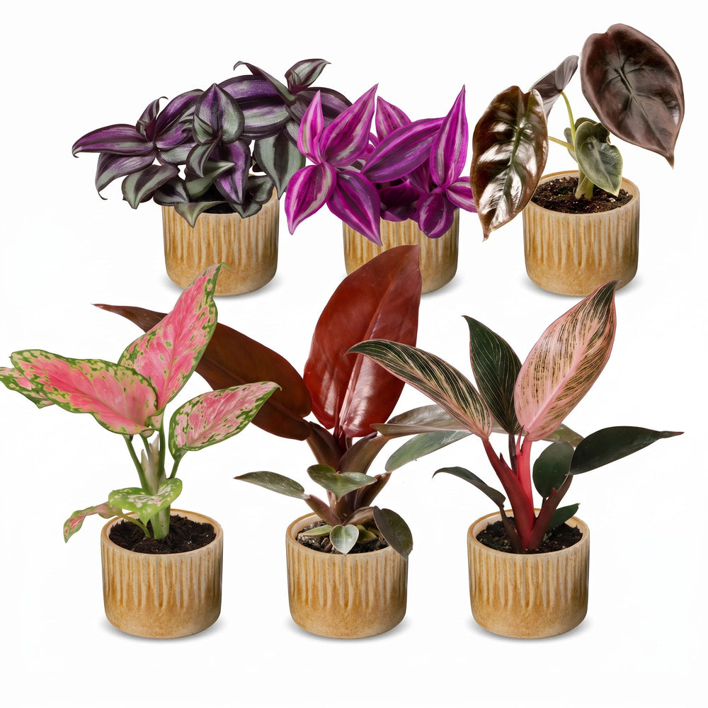 Baby Paradise Mix houseplants, pack of 6 in 6cm pots, image 2