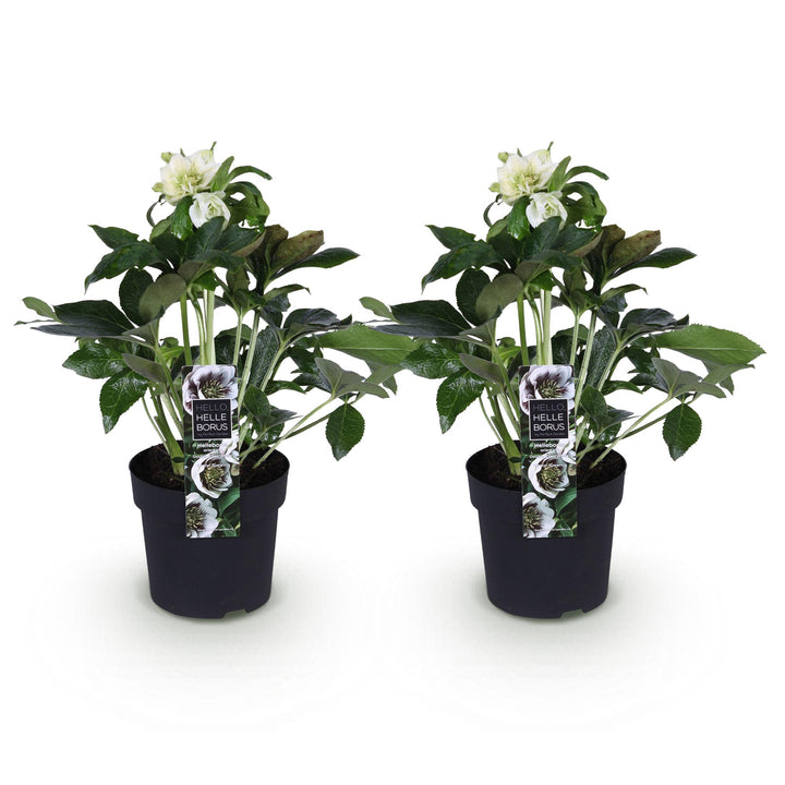 2x Helleborus orientalis 'Double Ellen White' Lenten Rose in 14cm pots - view 2