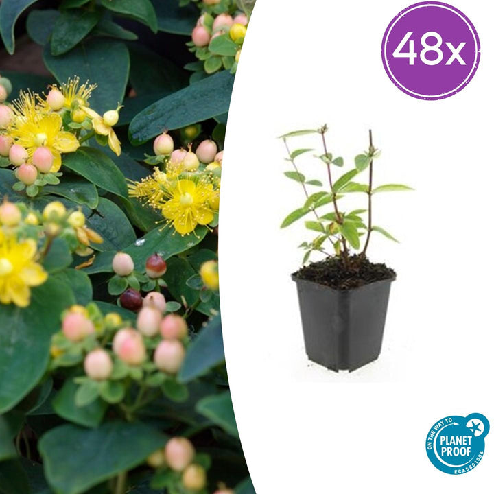 48x Hypericum inodorum Annebel - Compact Yellow Flowering Shrub 9cm