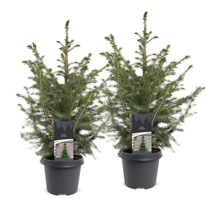 Pack of 2 potted serbian spruce Christmas trees, 70cm in 23cm pots - view 2