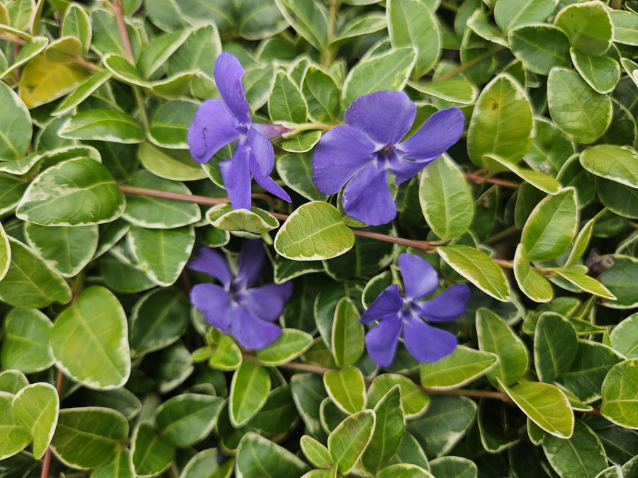 Vinca minor 'Ralph Shugert' with purple flowers and variegated green and cream oval leaves on trailing stems