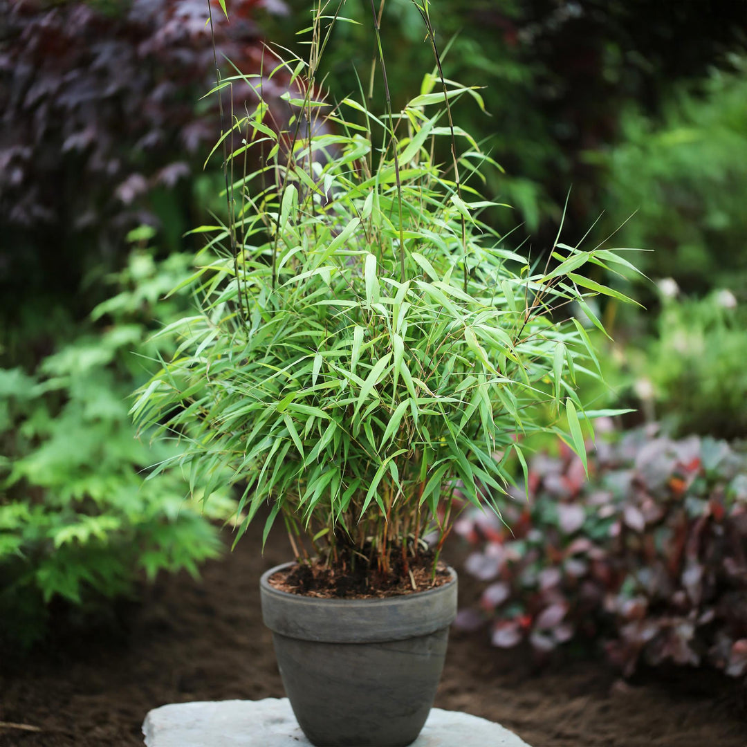 18 Fargesia Asian Wonder clumping bamboo plants in 14cm pots - view 4