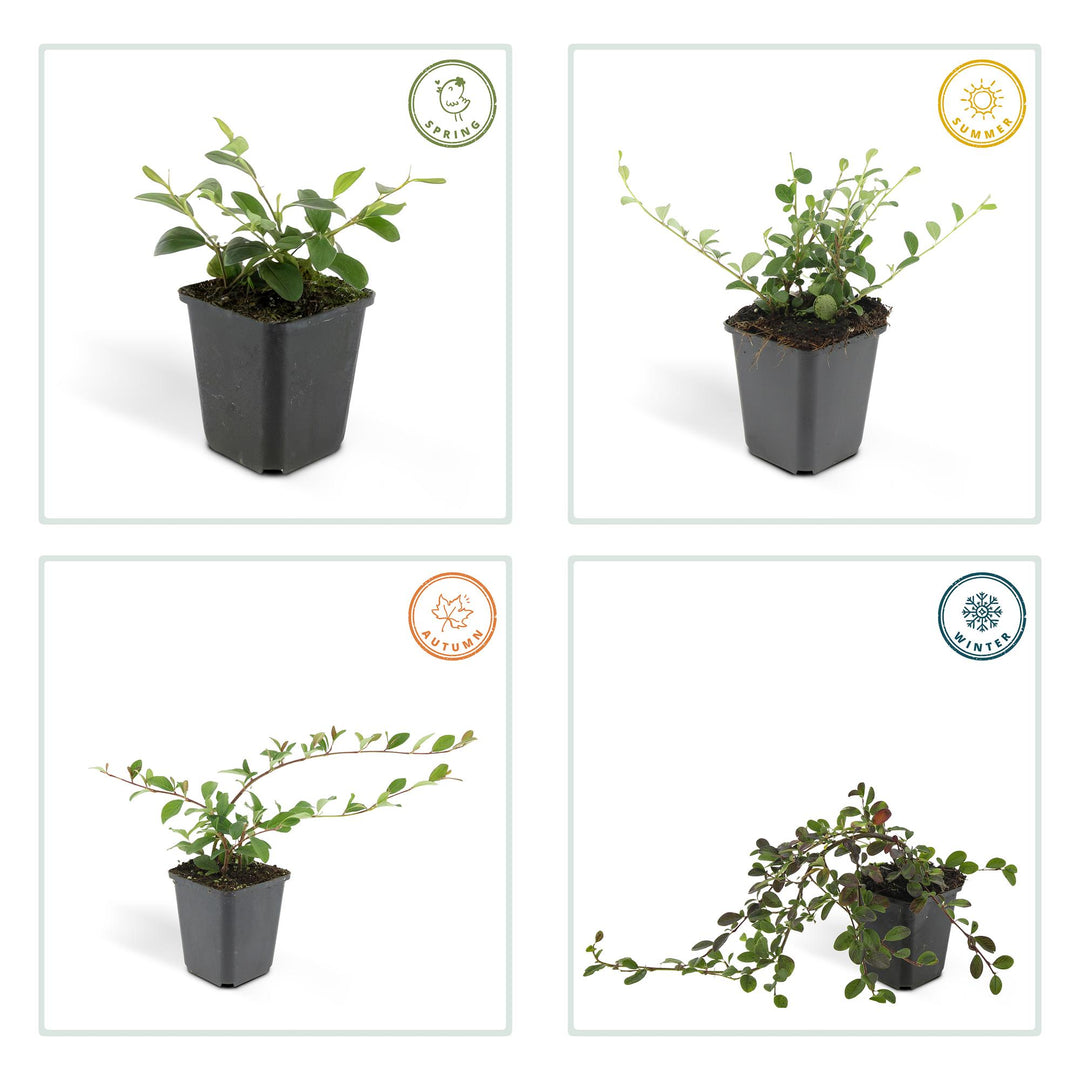 6x Cotoneaster dammeri - ↕10-25cm - Ø9cm — healthy root ball and nursery pot ready to ship from Ireland