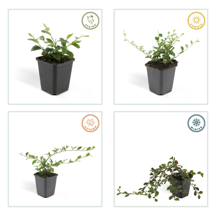 6x Cotoneaster dammeri - ↕10-25cm - Ø9cm — healthy root ball and nursery pot ready to ship from Ireland