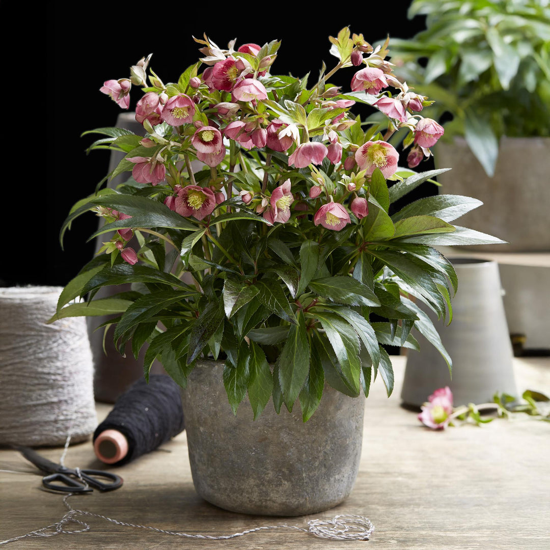 Helleborus 'Dacaya' hellebore in a 19cm pot, 50cm tall - view 5