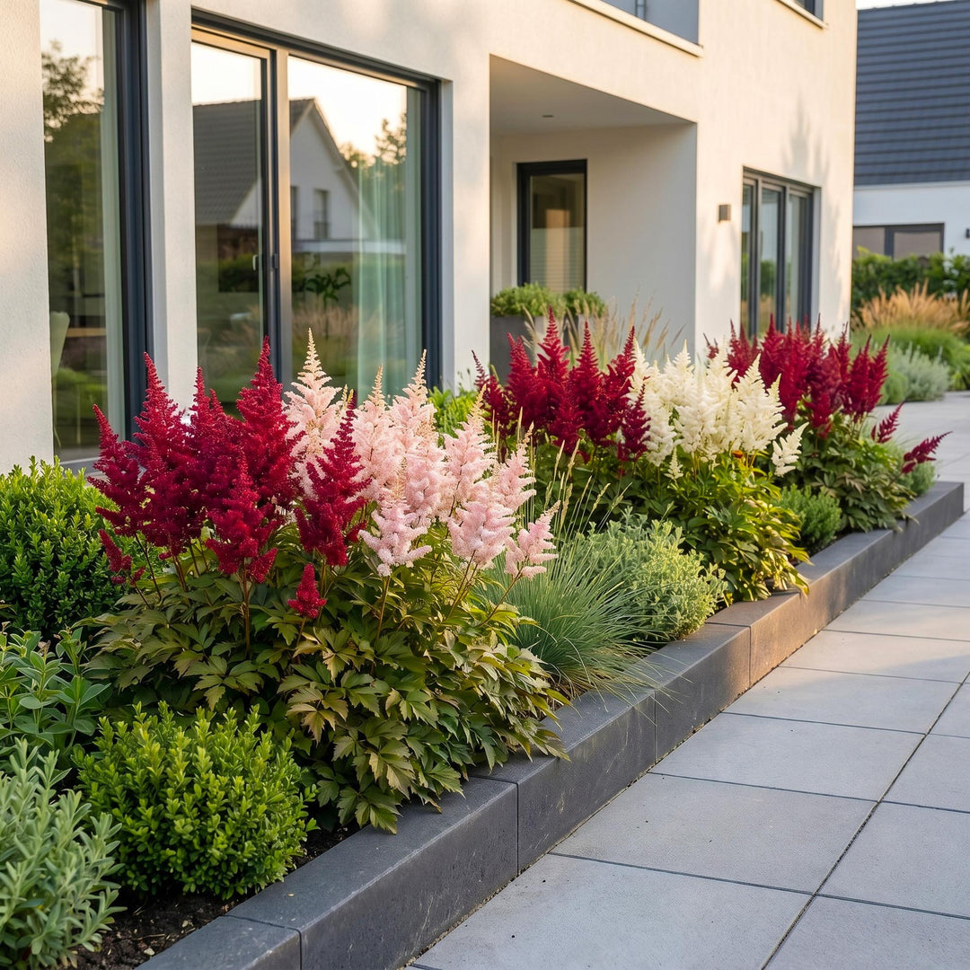 24 mixed astilbe plants in 11cm pots, 15-25cm tall - view 6