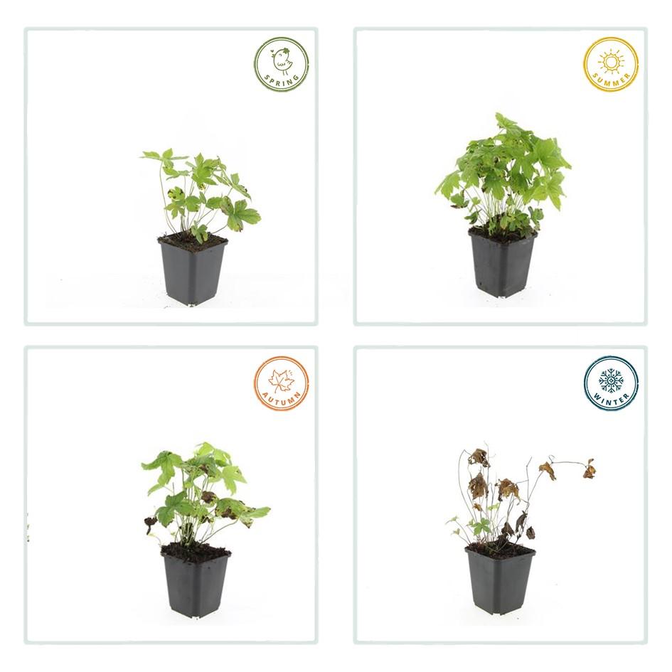 6x Geranium nodosum - ↕10-25cm - Ø9cm full-plant overview, blue-violet garden flowers and soft foliage