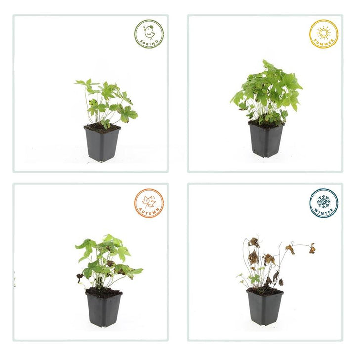 6x Geranium nodosum - ↕10-25cm - Ø9cm full-plant overview, blue-violet garden flowers and soft foliage