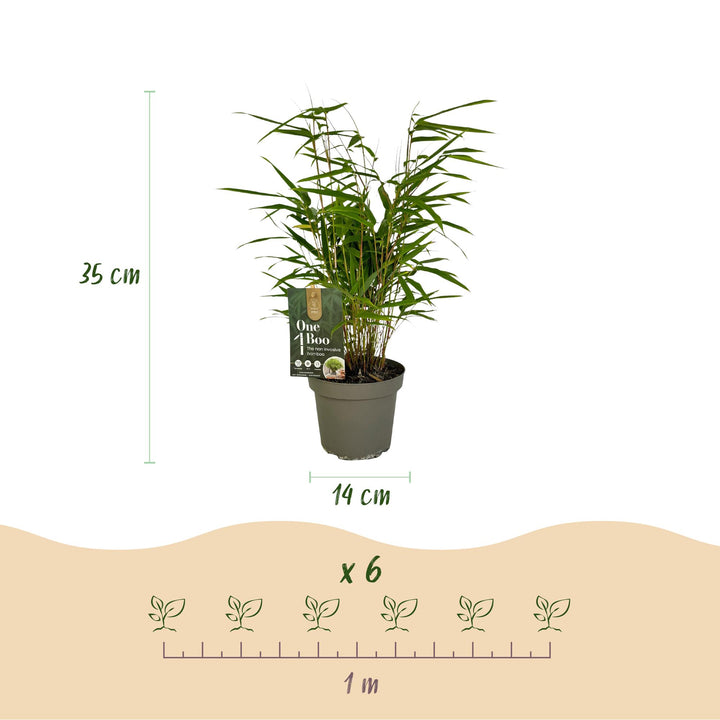 12 Fargesia rufa clumping bamboo plants in 14cm pots - view 3