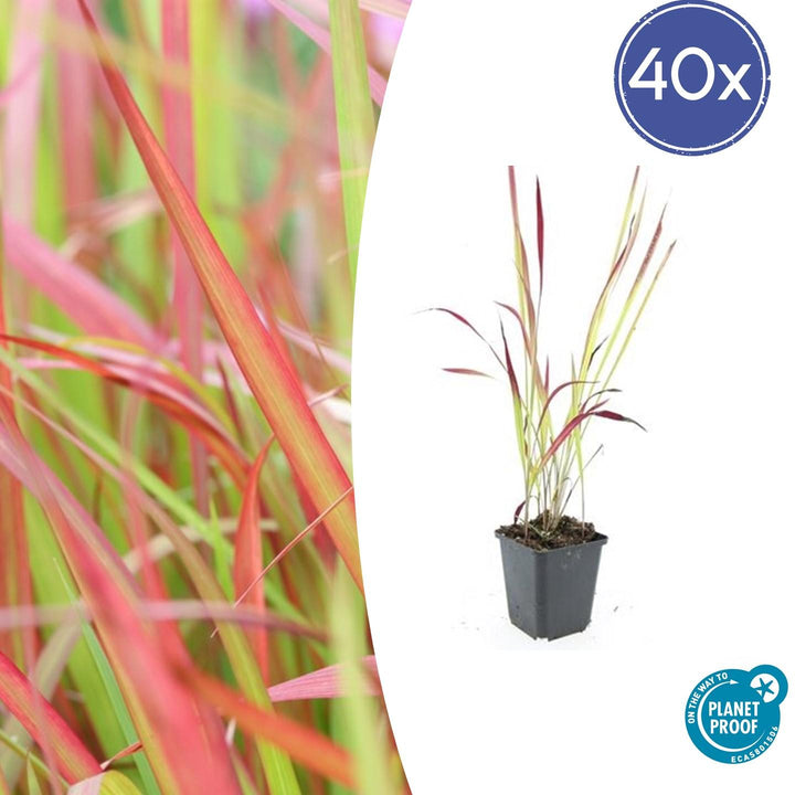 40x Japanese Blood Grass Red Baron - Hardy Perennial - Ø9cm