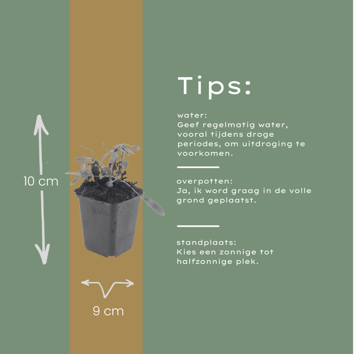 60x Salvia n. 'Schneehugel' - ↕10-25cm - Ø9cm