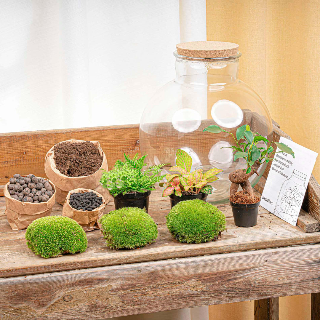 DIY terrarium - Bolder Bob Bonsai - ↕ 30 cm - Rake + Shovel + Tweezer