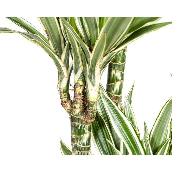 Dracaena White Stripe Indoor Plant 170-190cm Ø27cm Pot