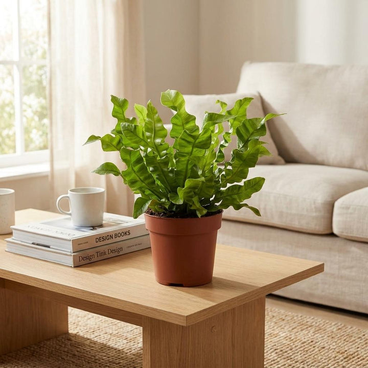 Crispy Wave Fern (Asplenium 'Crispy Wave') - 4 Plants - 12cm Pot - 30cm Tall