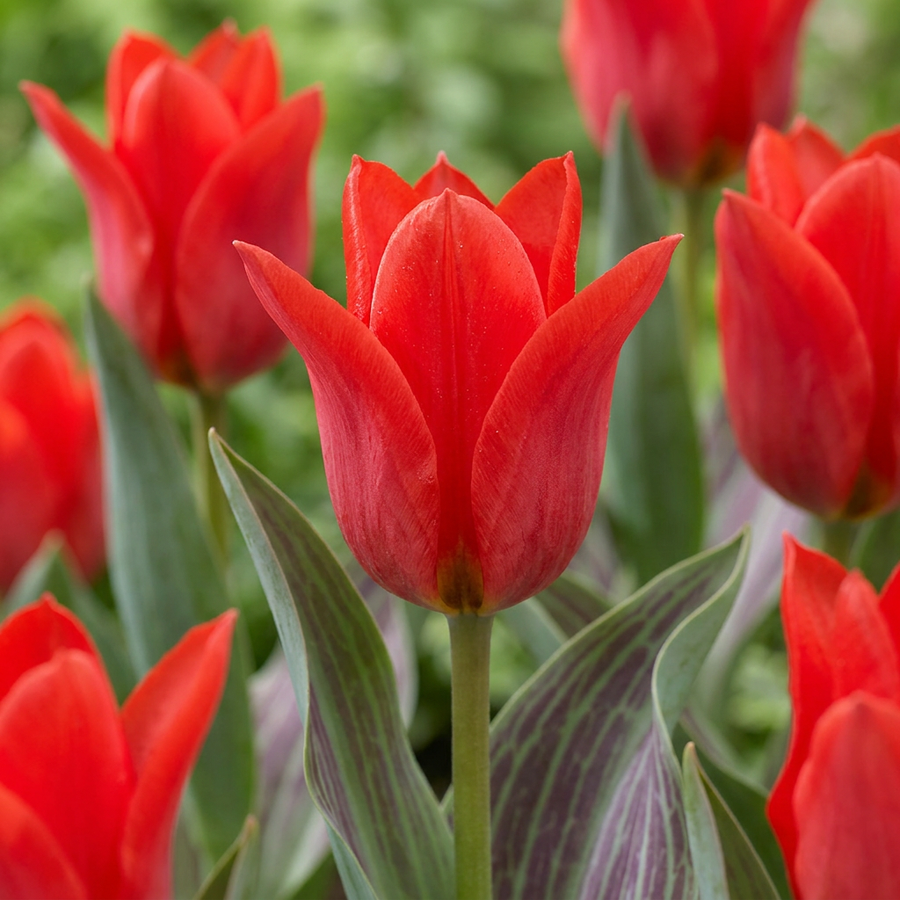 Tulipa Greigii Red bulbs, pack of 120