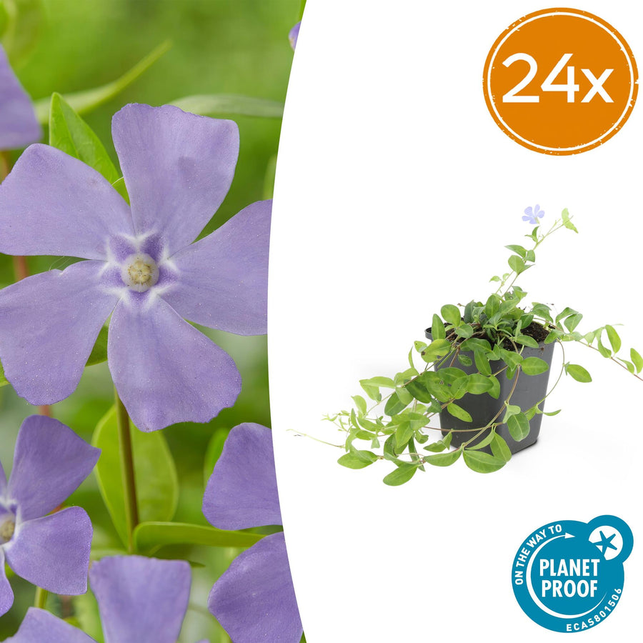 Periwinkle vinca minor with five-petalled lavender flowers and bright green leaves in a black pot, shown at 10-25cm…