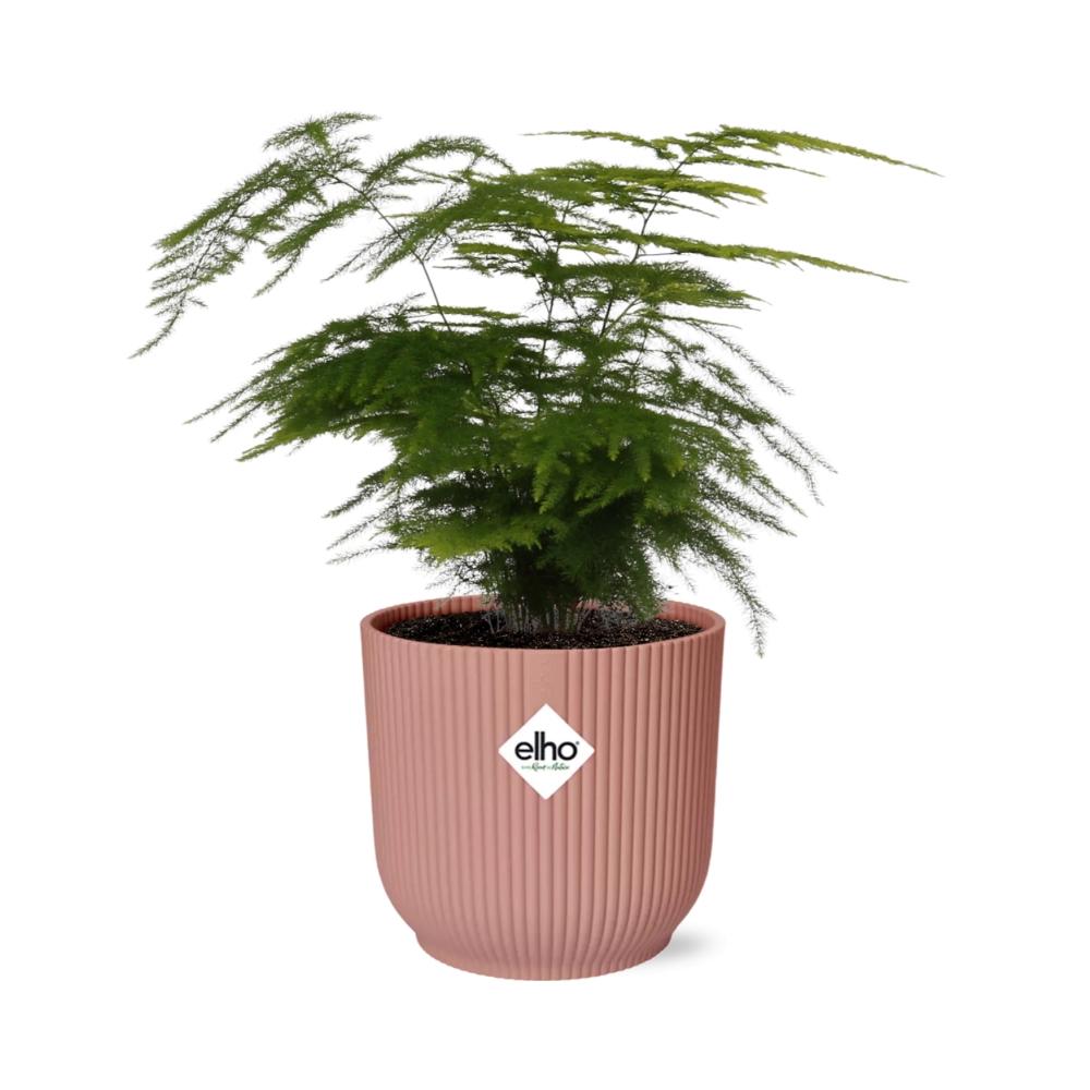 Asparagus Fern (Asparagus setaceus 'Plumosus') in a pink ELHO Vibes pot, view 2