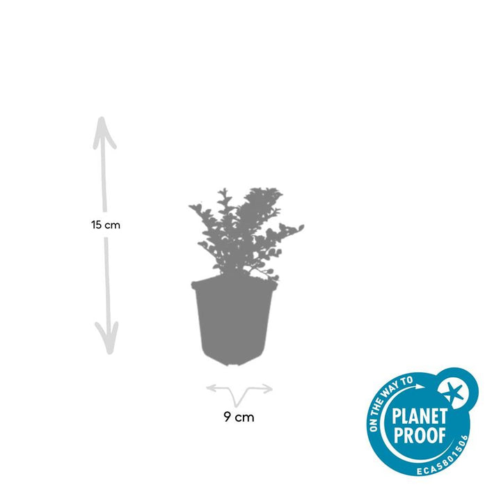 6x Cotoneaster horizontalis - ↕10-25cm - Ø9cm — healthy root ball and nursery pot ready to ship from Ireland