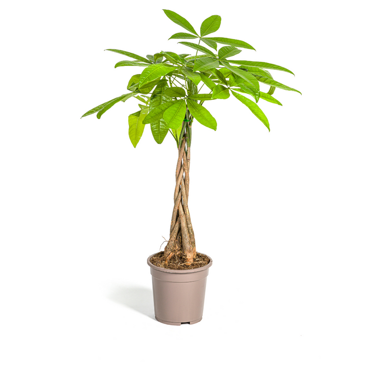 Pachira Aquatica 70-90cm — Money Tree in 19cm pot
