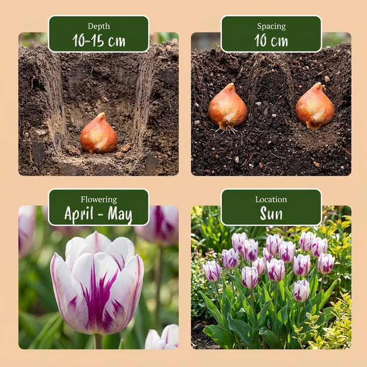 120x Tulipa Flaming Flag Bulbs - White and Purple - Spring Flowering - Size 11/12