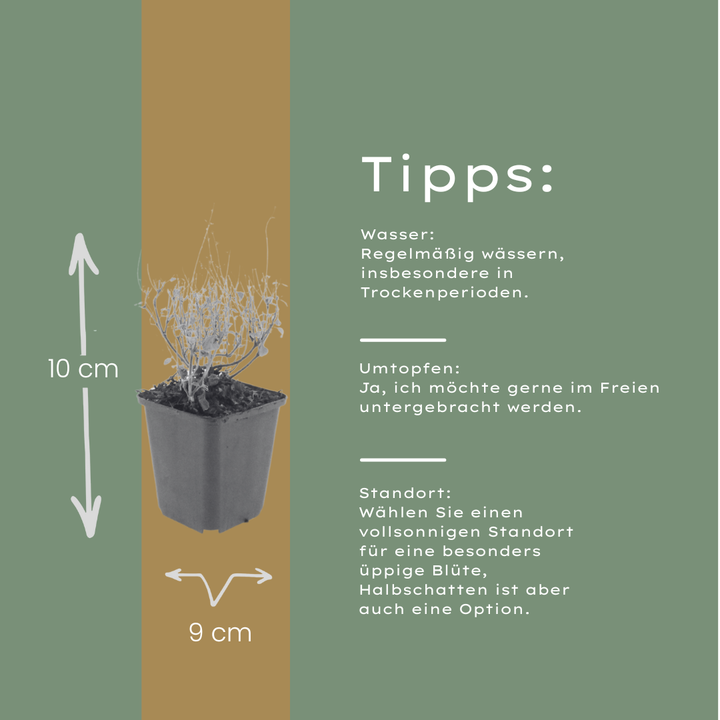 48x Calamintha n. nepeta - ↕10-25cm - Ø9cm