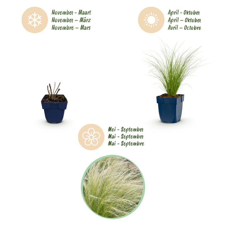 Pack of 24 Stipa tenuissima 'Ponytails' Mexican feather grass plants in 11cm pots - view 4