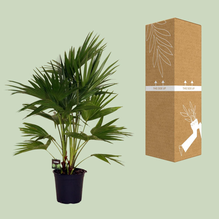 Livistona Chinensis Chinese Fan Palm - 24cm Pot - 100cm Tall