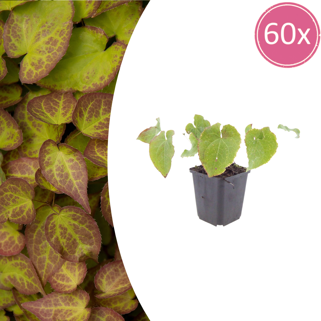 60x Epimedium perralc. 'Frohnleiten' - ↕10-25cm - Ø9cm